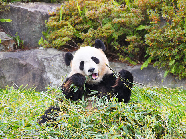 SPRING ADVENTURE ２０２４開園前のパークに特別入園！「春のおはよう！パンダ ー朝活パンダに親子で会える、学べるー」　２０２４年３月１６日（土）～４月７日（日）　開催