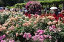 春のばら園(令和5年撮影) 春のばら園(令和5年撮影)