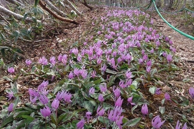休暇村奥大山では４月２４日（水）に「第１０回 鏡ヶ成山開き」を開催　春の妖精「カタクリ」が見頃を迎える擬宝珠山と象山の低山登山で奥大山の春を満喫します