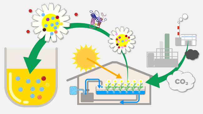 回収したCO2を活用した植物工場「SMART GARDEN」を構築