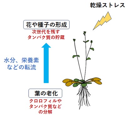植物ホルモン「アブシジン酸」が植物の葉を老化させる仕組みを解明