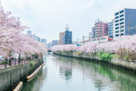 京急の電車に乗って大岡川の桜を見に行こう！大岡川沿い桜並木周辺で桜キャンペーンを実施