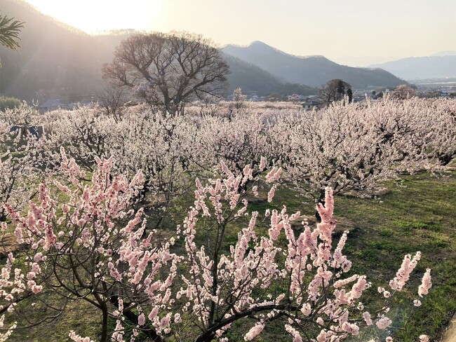 日本イチ美しいあんずの花里”長野県千曲市あんずまつり”の季節が到来！