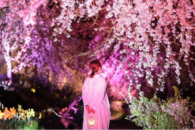 【広島/世羅】世羅高原農場《さくら祭り》 2日限りの夜桜ライトアップ開催