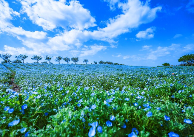 今しか見れない絶景へ♪「空・海・花」青の三重奏　新日本海フェリーでいく”ネモフィラ祭り”を楽しむ団体ツアー発売開始