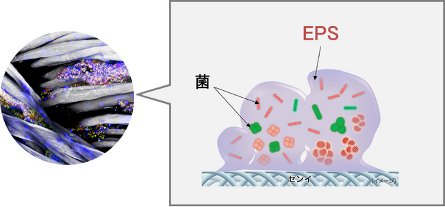 落としきれずに肥大化した衣類のバイオフィルム新洗浄技術を開発
