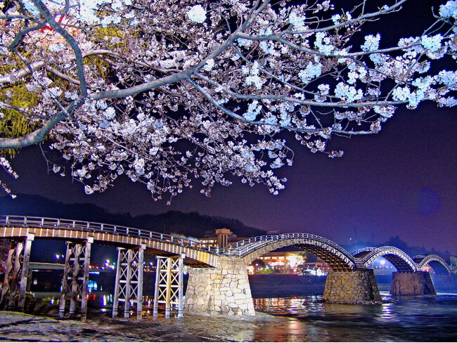 幻想的な夜を堪能しよう!多彩に輝く、名勝・錦帯橋の桜ライトアップ 3月23日※より開催