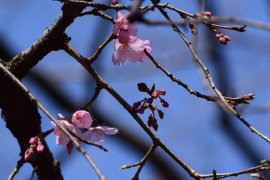 開花したシダレザクラ(3月18日撮影) 開花したシダレザクラ(3月18日撮影)