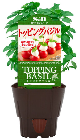 「S&Bハーブ苗」前年同期比140%※の受注数!「トッピングバジル」4月1日新発売