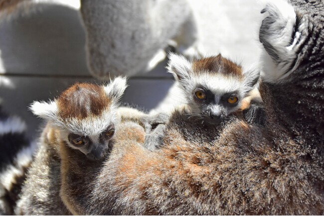 伊豆シャボテン動物公園で「ワオキツネザル」のベビーラッシュ！