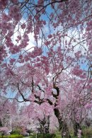 さくら園（令和4年度撮影）