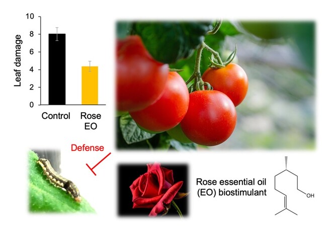 ローズ精油を利用したトマトの害虫防御技術を開発 ～害虫抵抗性を高めるだけでなく、天敵の誘引作用も～
