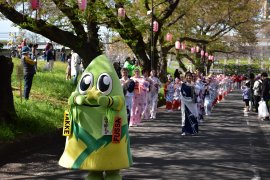 ふっさ桜まつりに参加するたっけー☆☆