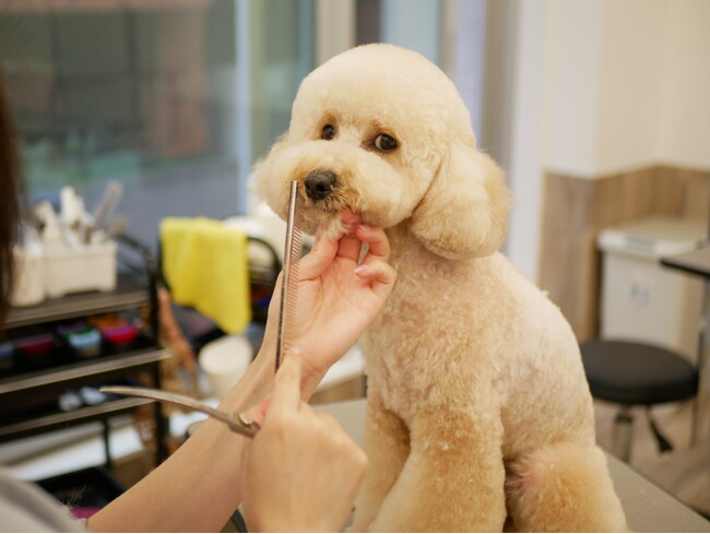 ペッツファーストトリミング 代官山店・横浜元町店　オープンのお知らせ