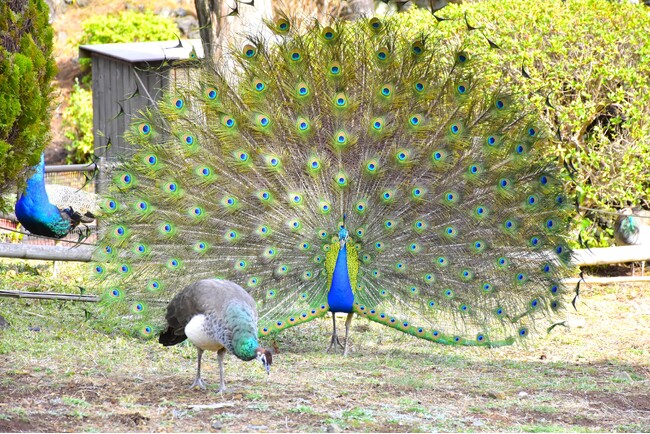 伊豆シャボテン動物公園の「インドクジャク」にプロポーズのシーズンが到来！