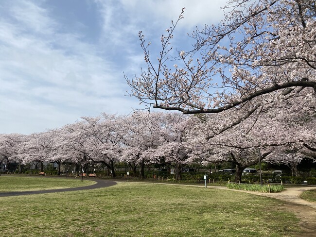 さくらまつり2024（足立区花畑公園）