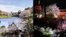 kmタクシー「お花見タクシー」2.0 kmタクシー「お花見タクシー」2.0