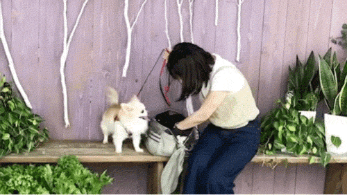 【愛犬家必見!!】柔道着生地で作られた、軽くて丈夫なペットスリング新発売！