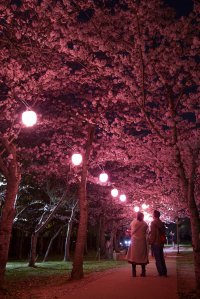 神戸「しあわせの村」、幻想的な夜桜のライトアップを開催　水面に映る桜の美、特別夜間開園で非日常の景色を体験