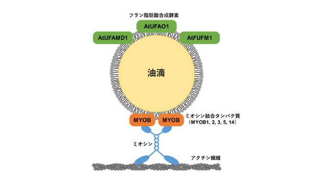 植物の葉の油滴に存在する新規タンパク質の発見 ~葉が「太る」意義の解明を目指して~
