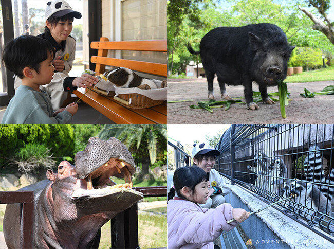 SPRING ADVENTURE ２０２４カバ、ワオキツネザル、ウサギなど４種の動物たちにごはんをあげよう！動物の「食べる」からお子さまの「食べる」力を育てる『アニマルフィーディングアドベンチャー』