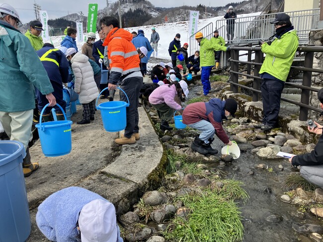 信濃川でのサケ稚魚放流活動の報告について