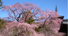 桜会~京都・醍醐寺でしだれ桜が見頃~太閤秀吉も愛でた桜の中で特別行事に参加できます。 桜会~京都・醍醐寺でしだれ桜が見頃~太閤秀吉も愛でた桜の中で特別行事に参加できます。