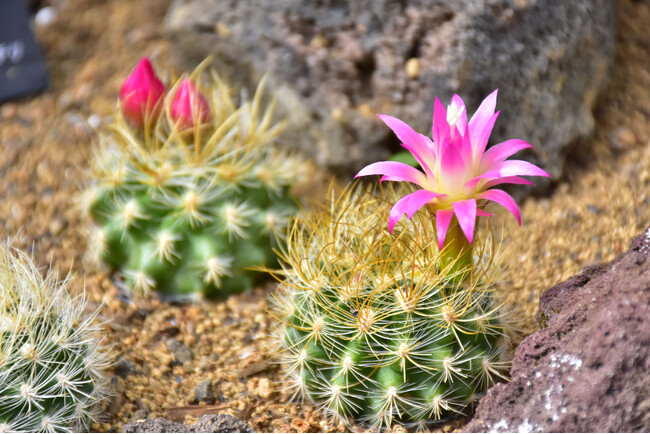 カラフルで美しいサボテンの花が見頃♪