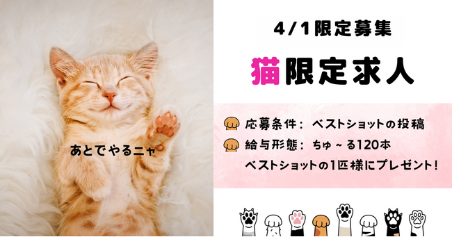 報酬「ちゅ~る120本」猫限定求人!在宅にゃんこを4/1だけ募集