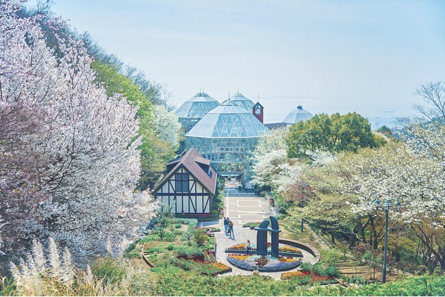 神戸布引ハーブ園の「山桜」。例年より遅く間もなく見ごろを迎えます。春空に映えるエレガントな約100本の「山桜」とカラフルな「花々」「神戸の景色」。神戸布引ハーブ園だけの映えロケーションでお花見を。