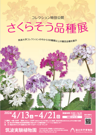 【国立科学博物館 筑波実験植物園】わずか 1 種の野生種をもとに作出された多様な園芸品種～コレクション特別公開「さくらそう品種展」のご案内～