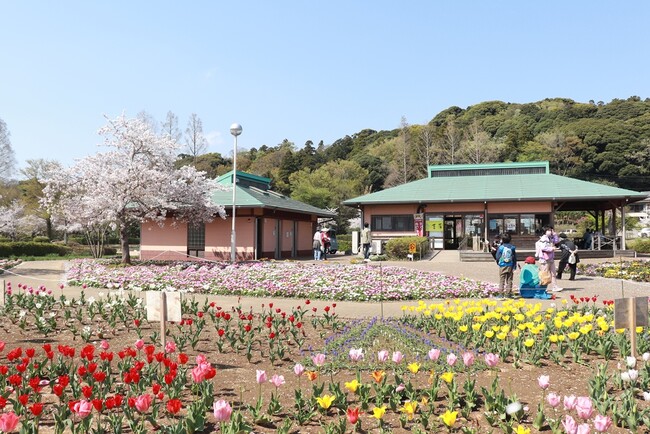 【千葉県袖ケ浦市】袖ケ浦公園に春がやってくる！「第３４回袖ケ浦公園まつり」を開催します！
