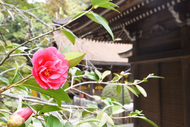 【兵庫県川西市2024】 樹齢350年！多田神社の唐椿の花が見頃に
