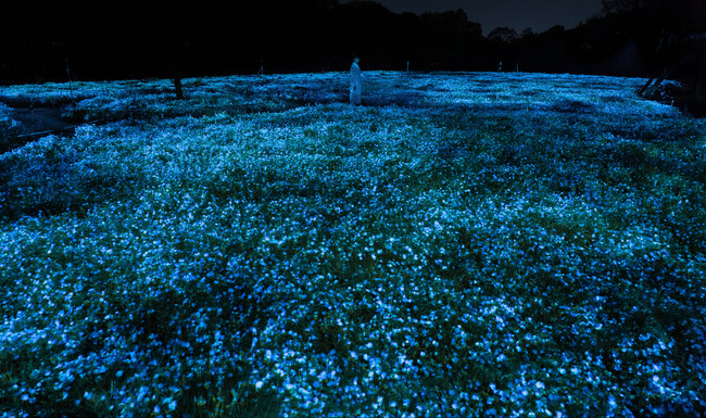 「チームラボ ボタニカルガーデン 大阪」で、一面のネモフィラが夜の植物園で光り輝く作品を公開。展示期間は、4月6日(土)から5月19日(日)まで。見頃は4月中旬の予定。