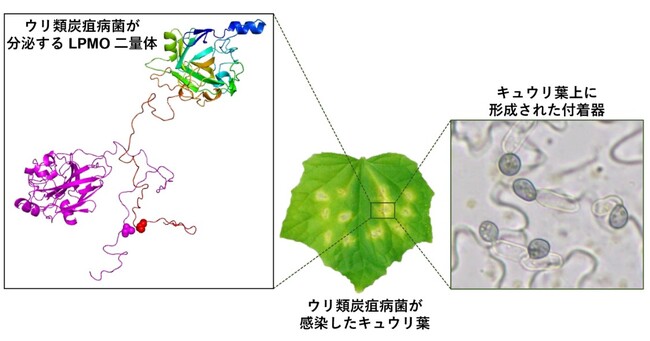 セルロース系バイオマスの分解効率化に期待