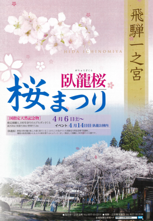 【岐阜県高山市】飛騨一之宮の名所「臥龍桜」で桜まつりを開催！