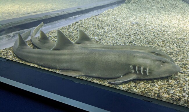 軟骨魚類の苦味受容体遺伝子を発見~脊椎動物の苦味感覚の起源に迫る~