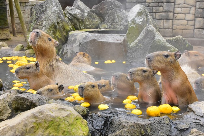 伊豆シャボテン動物公園グループの動物関連施設「シャボテン」＆「アニタッチ」が2023年度年間来場者数90万人を突破！
