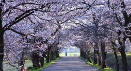 花咲くまち　五泉の桜はもうすぐ満開！ 桜からチューリップ、ぼたんへ春の花のリレーが始まりました。