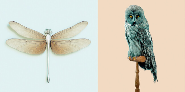 写真家ヴァンサン・フルニエの個展を開催