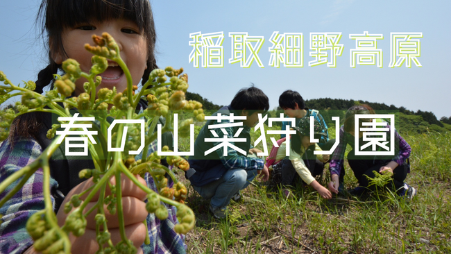 【旬の味覚狩り】東伊豆町稲取細野高原「春の山菜狩り」開催!