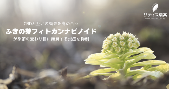 アントラージュ効果でCBDと互いの効果を高め合う“ふきの芽フィトカンナビノイド”にゆらぎ肌を改善する効果を発見