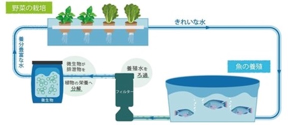 【神奈川県 BAK 共創事例】アクポニ×富士工業、循環型栽培システム×気流制御技術で生産性向上と脱炭素推進。事業化へ。