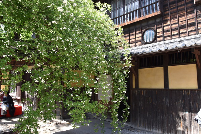 【特別公開】4/19(金)～30日(火)萬三の白モッコウバラ祭を半田市中村町で開催！、祭の前日4/18(木)にはオープニングセレモニーも開催します。