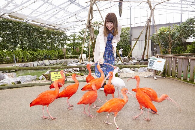 【JAF島根】ＪＡＦ会員限定イベント「ＪＡＦデーｉｎ松江フォーゲルパークバックヤードツアー」を開催します