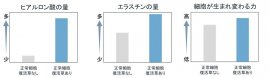 ヒアルロン酸の量／エラスチンの量／細胞が生まれ変わる力