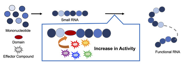 RNAワールド仮説の中核をなすリボザイムの生成を実験的に検証 ～ATPとアミノ酸によって活性を制御できるアロステリックリボザイムを開発～