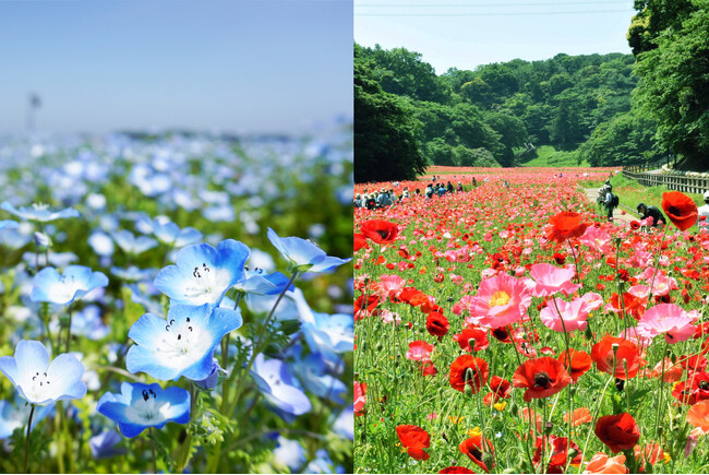 【入園無料】ネモフィラが見頃を迎えました！5月初旬からは三浦半島最大級のポピー園も見頃予想（横須賀市くりはま花の国）