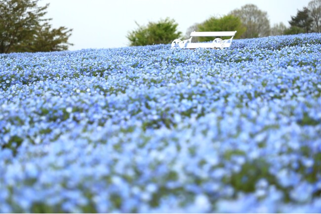 【広島/世羅】見頃を迎えています 世羅高原チューリップとネモフィラ・芝桜