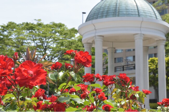 【入園無料】約130種類1,300株のバラが5月初旬より開花！横須賀港と春のバラ園の景観がまもなく見頃（横須賀市ヴェルニー公園）
